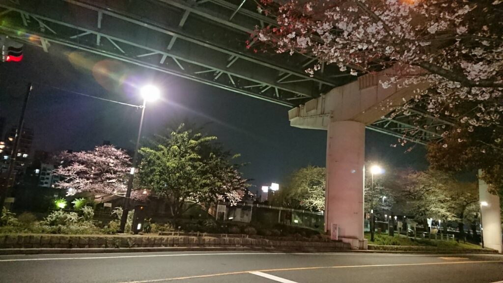台東区東上野、さんじさん帰宅中の墨田川の桜